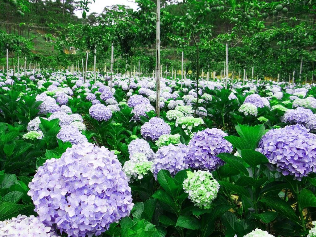 Tour Đà Lạt 3n2đ - tour học sinh